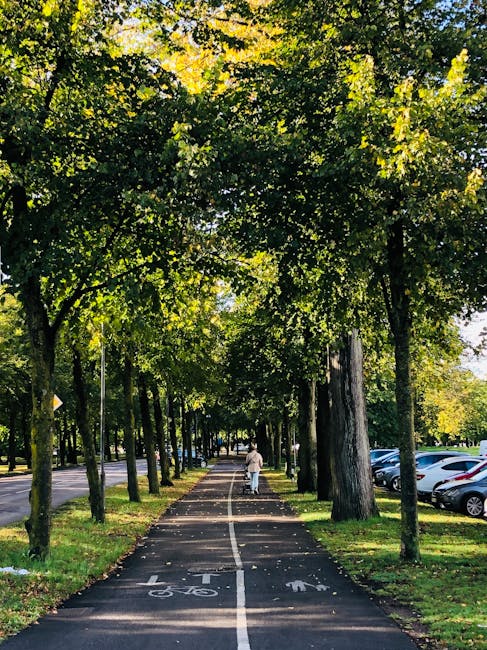 A paved pathway adjacent to Avenham Park in Preston, lined with mature trees on both sides, creating a shaded environment with green foliage overhead. The path features a white cycling and walking lane marking in the centre, with separate pedestrian and cyclist symbols. On the right side of the path, there is a row of parked cars along the edge of a parking lot, with the trees providing shade over both the vehicles and the pathway. In the distance, a person dressed in light clothing is walking along the pathway, surrounded by the natural park setting. The scene is well-lit with sunlight filtering through the leaves, highlighting the green canopy and the orderly arrangement of trees, as well as the smooth asphalt surface prepared for active transportation and leisure activities. This outdoor environment is typical in urban park areas used for walking, cycling, and local community activities, and the image aligns with the context of residential or community access advice related to house removals and moving logistics in Preston, as managed by Man with Van Preston.